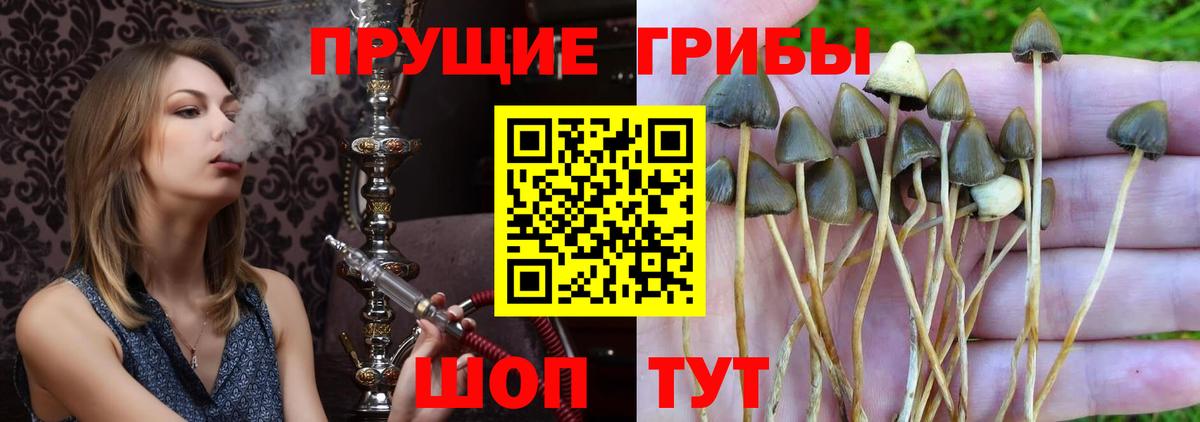 Галлюциногенные грибы Psilocybine cubensis Барнаул